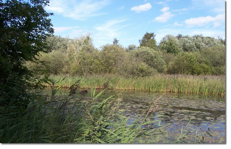 reed_lake